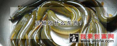 泥鳅吃什么东西?