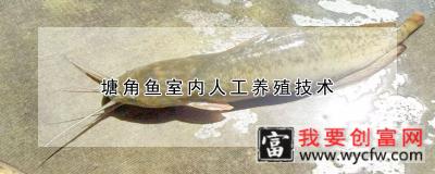 塘角鱼室内人工养殖技术