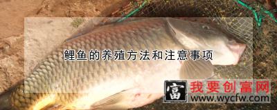 鲤鱼的养殖方法和注意事项