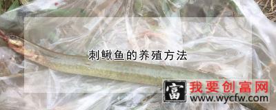 刺鳅鱼的养殖方法