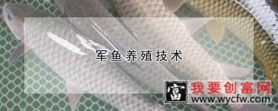 军鱼养殖技术