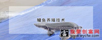 鳙鱼养殖技术
