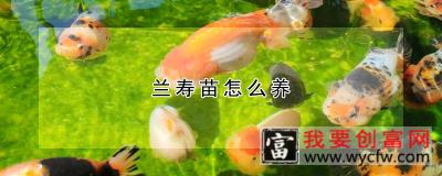 兰寿苗怎么养