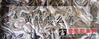 黄鳝怎么养