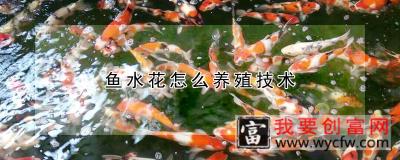 鱼水花怎么养殖技术