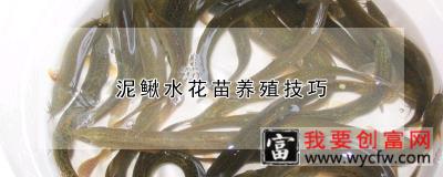 泥鳅水花苗养殖技巧