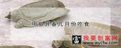 甲鱼开春几月份吃食