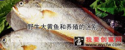 野生大黄鱼和养殖的区别
