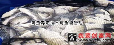 鲫鱼养殖技术与鱼塘管理