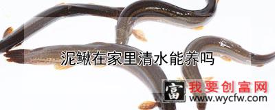 泥鳅在家里清水能养吗