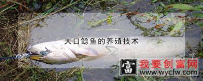 大口鲶鱼的养殖技术