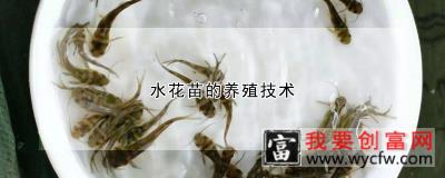 水花苗的养殖技术