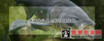 养殖大头鱼怎样快速生长