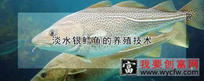 淡水银鳕鱼的养殖技术