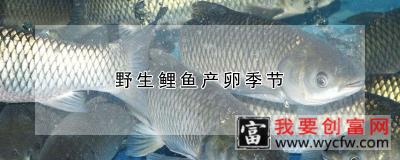 野生鲤鱼产卵季节