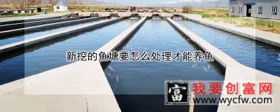新挖的鱼塘要怎么处理才能养鱼