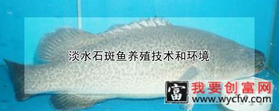 淡水石斑鱼养殖技术和环境