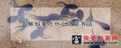 蝌蚪要吃什么才能养活