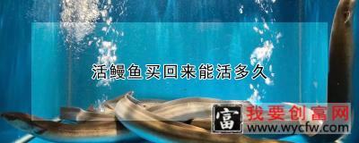 活鳗鱼买回来能活多久