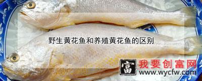 野生黄花鱼和养殖黄花鱼的区别