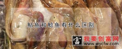 鲇鱼和鲶鱼有什么区别