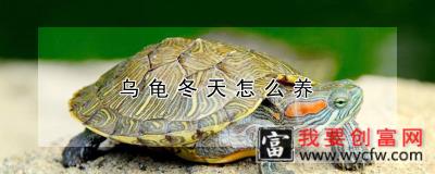 乌龟冬天怎么养