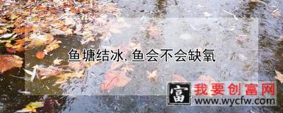 鱼塘结冰,鱼会不会缺氧