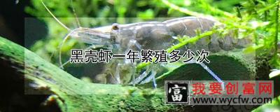 黑壳虾一年繁殖多少次