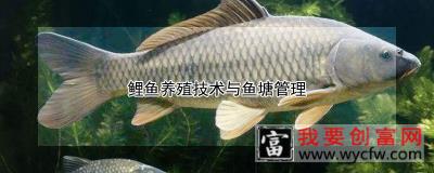 鲤鱼<a href=https://www.wycfw.com/e/tags/?tagid=63 target=_blank class=infotextkey><a href=https://www.wycfw.com/yangzhi/ target=_blank class=infotextkey>养殖</a></a>技术与鱼塘管理