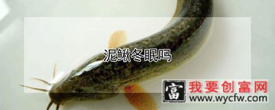 泥鳅冬眠吗