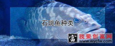 石斑鱼种类