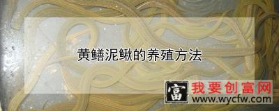 黄鳝泥鳅的养殖方法