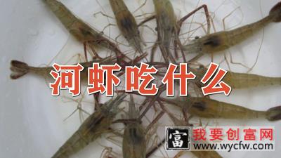 河虾吃什么