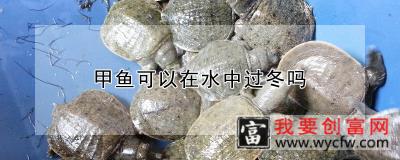 甲鱼可以在水中过冬吗