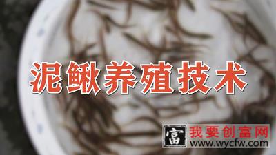 泥鳅养殖技术