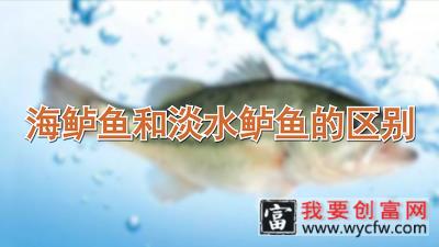 海鲈鱼和淡水鲈鱼的区别