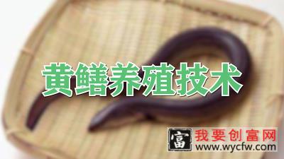 黄鳝养殖技术