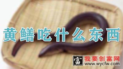 黄鳝吃什么东西