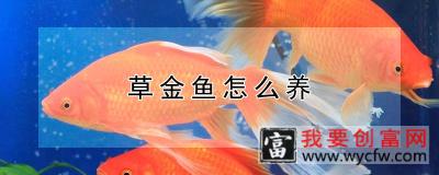 草金鱼怎么养