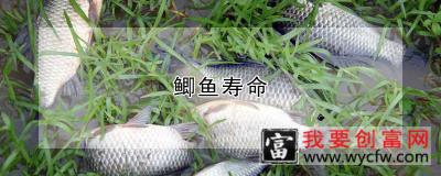 鲫鱼寿命