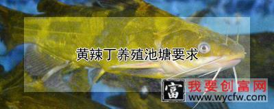 黄辣丁养殖池塘要求