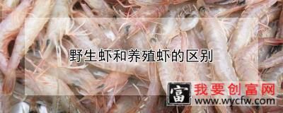 野生虾和养殖虾的区别