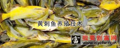 黄刺鱼养殖技术