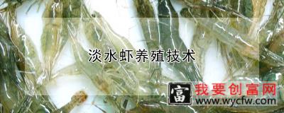 淡水虾养殖技术