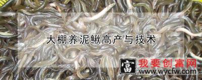 大棚养泥鳅高产与技术