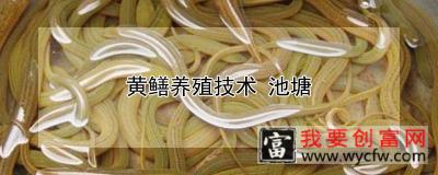 黄鳝养殖技术 池塘