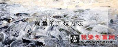脆鱼的养殖方法