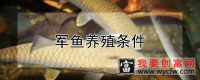 军鱼养殖条件