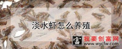 淡水虾怎么养殖