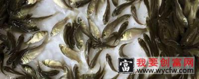 鱼苗怎么养不会死